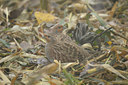 BUITEN BEELD Foto: 42511