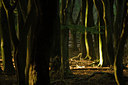BUITEN BEELD Foto: 42650