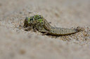 BUITEN BEELD Foto: 42707