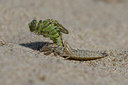 BUITEN BEELD Foto: 42710