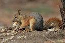 BUITEN BEELD Foto: 42717