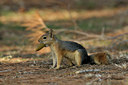 BUITEN BEELD Foto: 42741