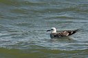BUITEN BEELD Foto: 42774