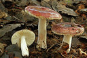 BUITEN BEELD Foto: 42775