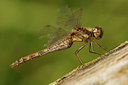 BUITEN BEELD Foto: 42776