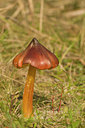 BUITEN BEELD Foto: 42803