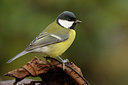 BUITEN BEELD Foto: 42806