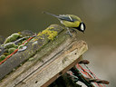 BUITEN BEELD Foto: 42828