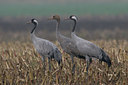 BUITEN BEELD Foto: 42832
