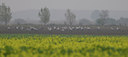 BUITEN BEELD Foto: 42833