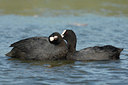 BUITEN BEELD Foto: 42874