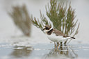 BUITEN BEELD Foto: 42875