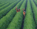 BUITEN BEELD Foto: 42879