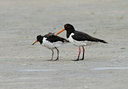BUITEN BEELD Foto: 42900