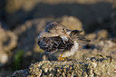 BUITEN BEELD Foto: 42918