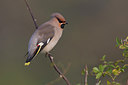 BUITEN BEELD Foto: 42932