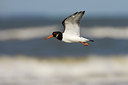 BUITEN BEELD Foto: 42934