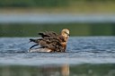 BUITEN BEELD Foto: 42988