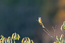 BUITEN BEELD Foto: 429183