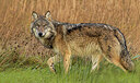 BUITEN BEELD Foto: 429245