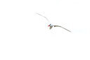 BUITEN BEELD Foto: 429327