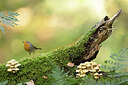 BUITEN BEELD Foto: 429393
