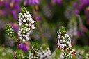 BUITEN BEELD Foto: 429437