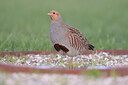 BUITEN BEELD Foto: 430128