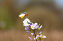 BUITEN BEELD Foto: 430311