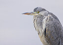 BUITEN BEELD Foto: 430581