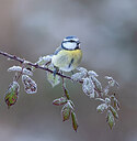 BUITEN BEELD Foto: 430600