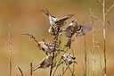 BUITEN BEELD Foto: 430644