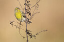 BUITEN BEELD Foto: 430803