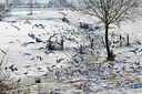 BUITEN BEELD Foto: 431174