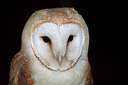 BUITEN BEELD Foto: 431183
