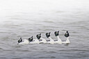 BUITEN BEELD Foto: 431487