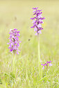 BUITEN BEELD Foto: 431859