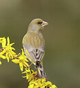 BUITEN BEELD Foto: 431917