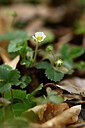 BUITEN BEELD Foto: 432659