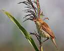 BUITEN BEELD Foto: 432784