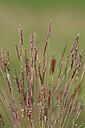 BUITEN BEELD Foto: 432970