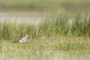 BUITEN BEELD Foto: 433085