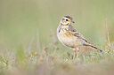 BUITEN BEELD Foto: 433153