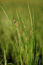 BUITEN BEELD Foto: 433211