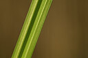 BUITEN BEELD Foto: 433258