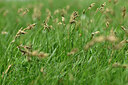 BUITEN BEELD Foto: 433348