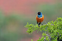 BUITEN BEELD Foto: 433412