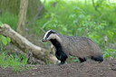 BUITEN BEELD Foto: 433925