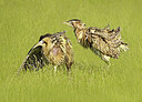 BUITEN BEELD Foto: 433939