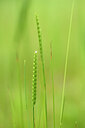 BUITEN BEELD Foto: 434156
